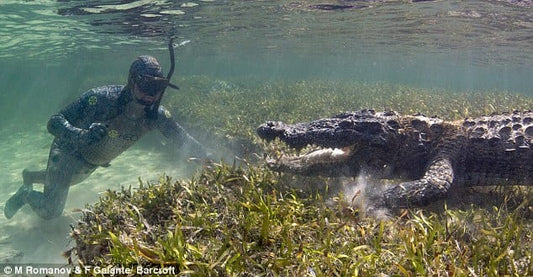 Daring filmmakers swim with crocodiles