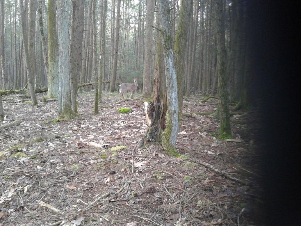 OUTDOORS: What the heck, yes HECS really works in allowing hunters to get close to game
