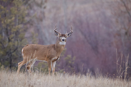 Alabama Hunting Seasons