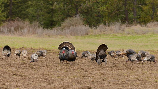 5 Spring Turkey Hunting Tips