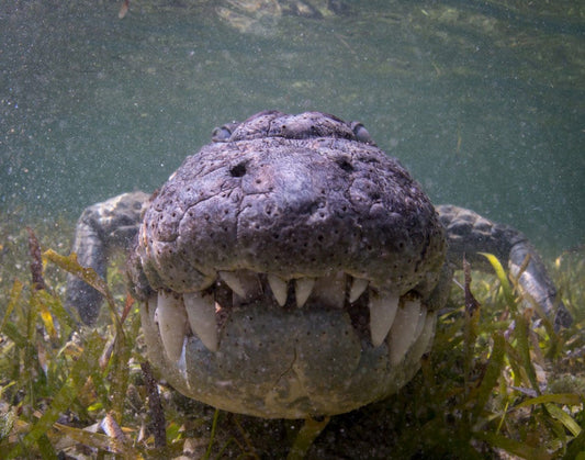 Dramatic footage show filmmakers swimming next to giant crocodiles