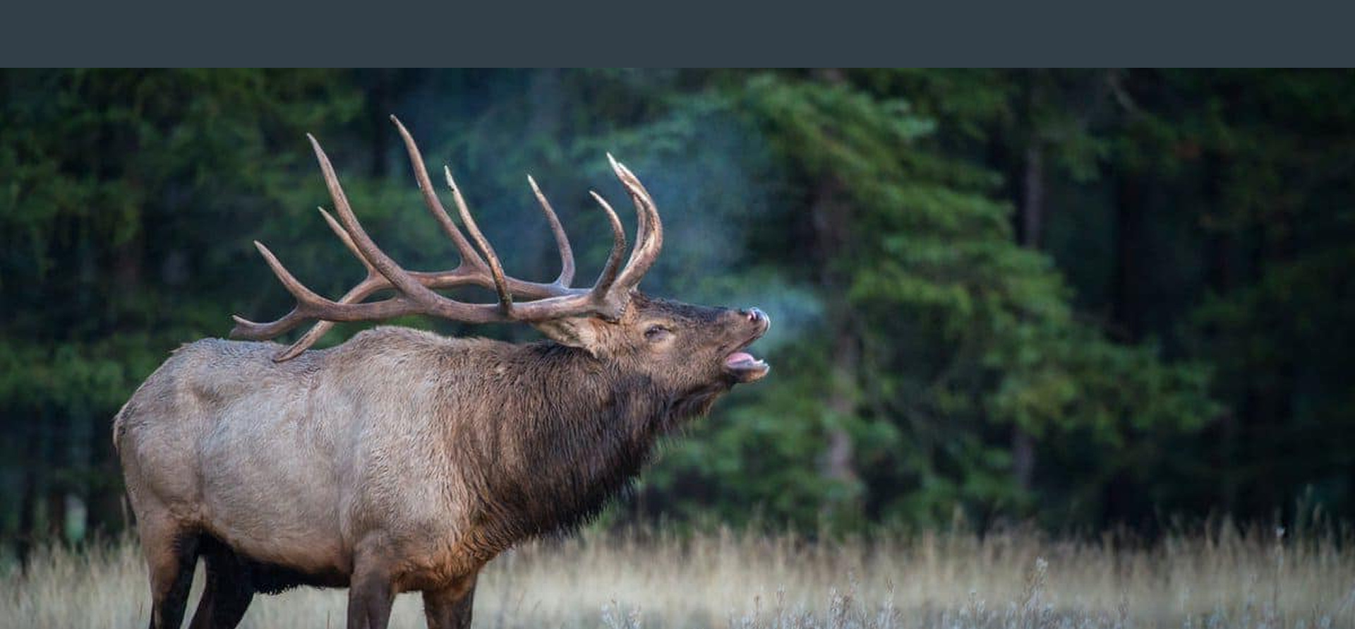 very large elk
