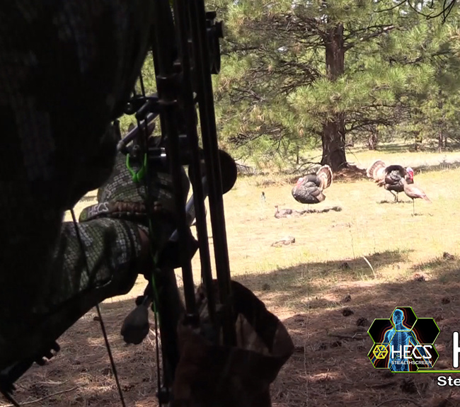 hunting bow pointing at turkeys