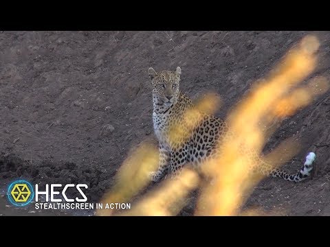 HECS Technology: Daylight Leopard Encounter