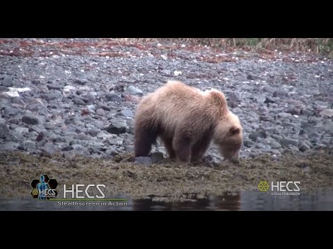 Hunting with HECS: Alaskan Giants 
