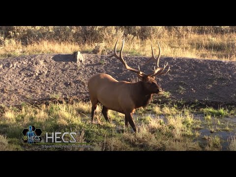 Hunting with HECS: Oregon Elk 