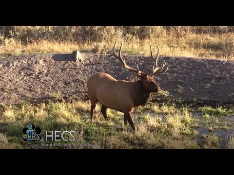 Hunting with HECS: Oregon Elk 