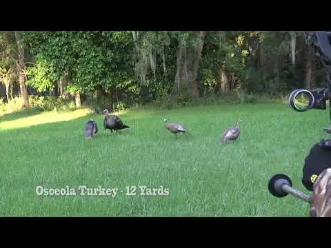 #2 Osceola Turkey ever taken by a woman