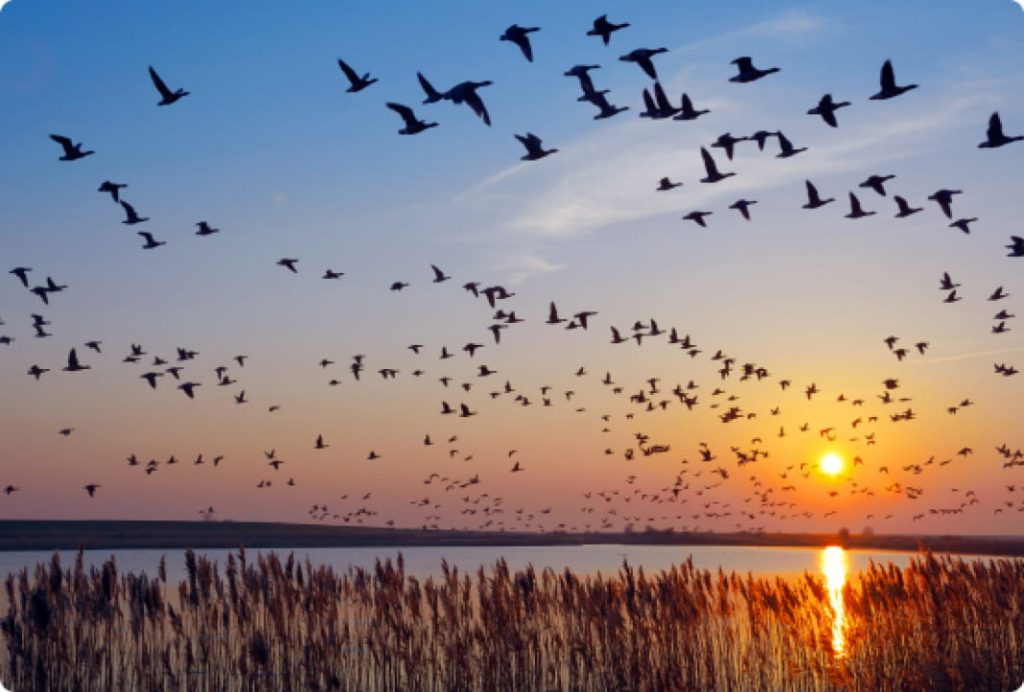 Hundreds of birds flying over water at sunset