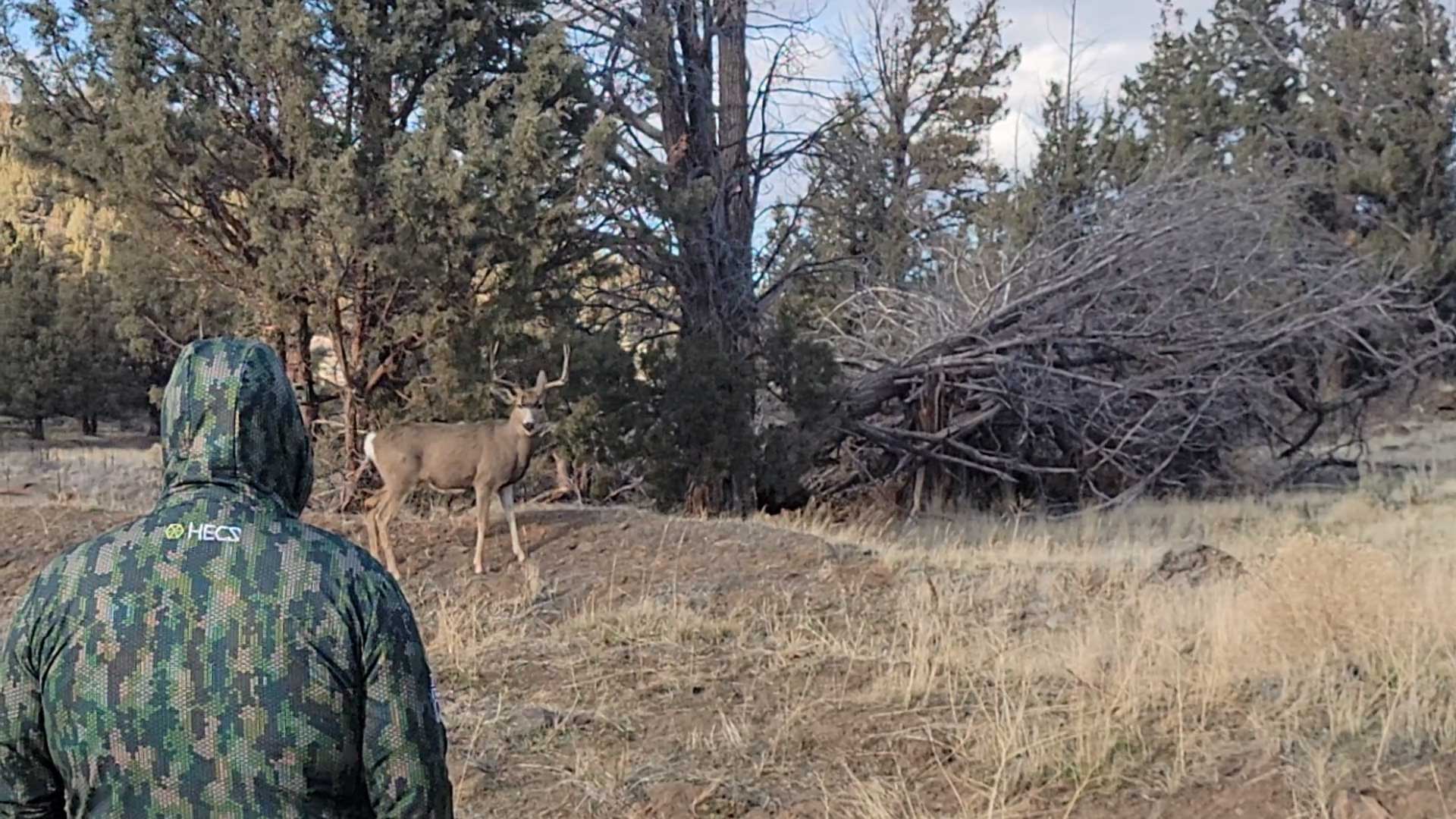 Man wearing HECS hunting camo sees a mule deer