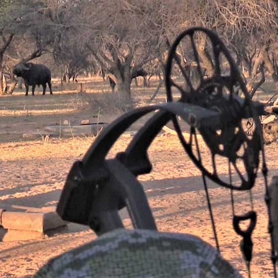 Hunting a cape buffalo with a compound bow and HECS tech