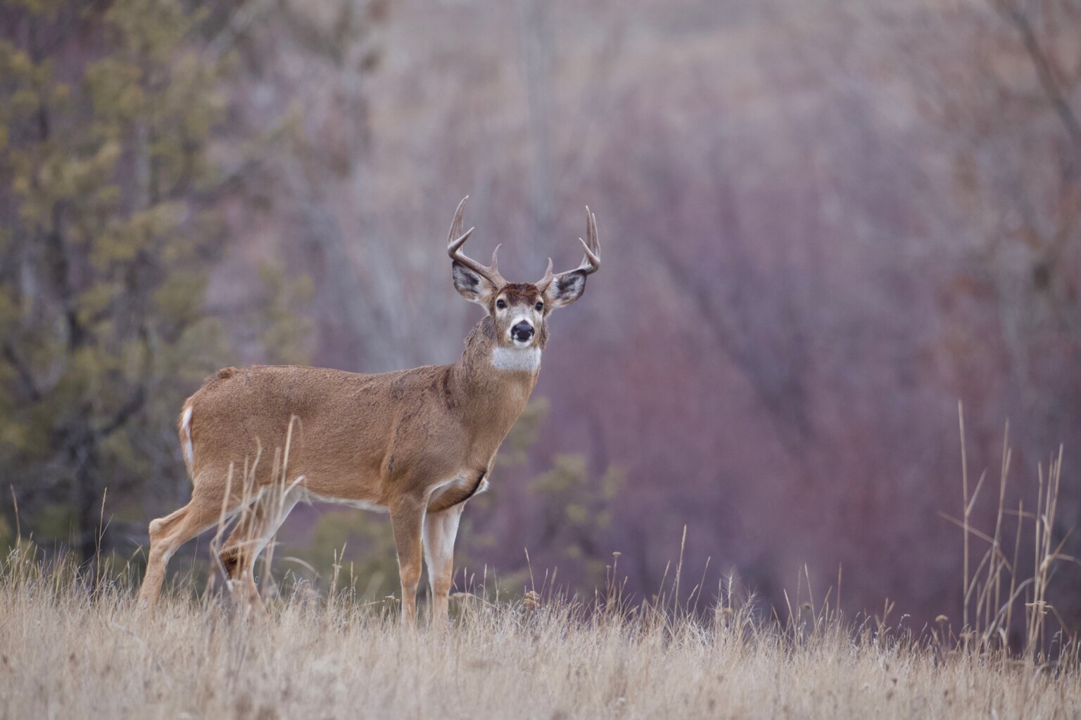 Deer Season Alabama When Is Deer Hunting Season in Alabama? HECS