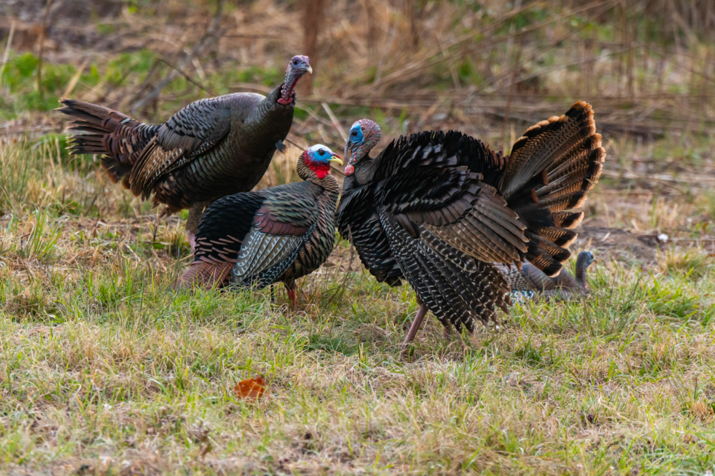 Turkey Hunting Tip #3: Decoys