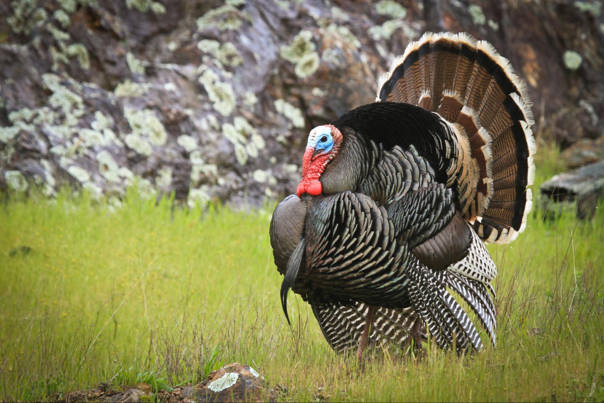 HECS’ Guide to Upgrading Your Turkey Hunting Clothing and Camo